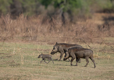 Warthog